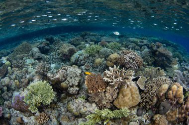 Mercanlar, Endonezya 'nın Raja Ampat kentindeki sığ ve biyolojik çeşitlilikte bir resifte uzayın büyümesi için yarışıyorlar. Bu tropikal bölge inanılmaz deniz biyolojik çeşitliliği nedeniyle Mercan Üçgeni 'nin kalbi olarak bilinir..