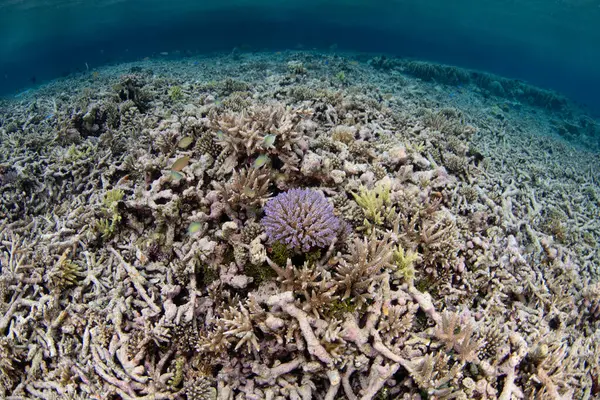 New corals begin to grow on a previously bleached coral reef in Raja Ampat, Indonesia. This tropical region is known as the heart of the Coral Triangle due to its incredible marine biodiversity.