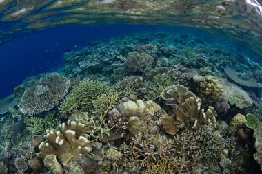 Mercanlar, Endonezya 'nın Raja Ampat kentindeki sığ ve biyolojik çeşitlilikte bir resifte uzayın büyümesi için yarışıyorlar. Bu tropikal bölge inanılmaz deniz biyolojik çeşitliliği nedeniyle Mercan Üçgeni 'nin kalbi olarak bilinir..