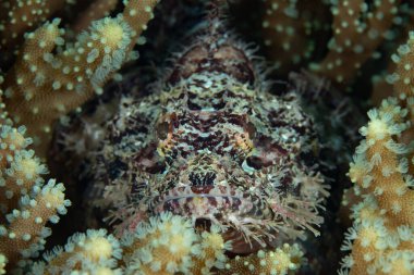 A well-camouflaged scorpionfish, Scorpaenopsis sp., waits to ambush unwary prey on a coral reef in Raja Ampat, Indonesia. All species of scorpionfish protect themselves with venomous fin spines. clipart