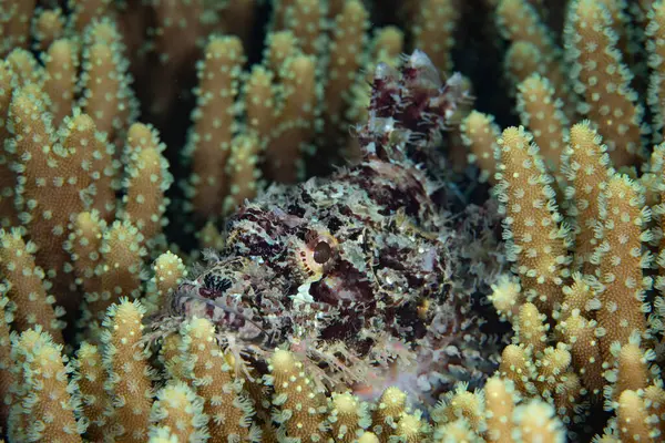 A well-camouflaged scorpionfish, Scorpaenopsis sp., waits to ambush unwary prey on a coral reef in Raja Ampat, Indonesia. All species of scorpionfish protect themselves with venomous fin spines.