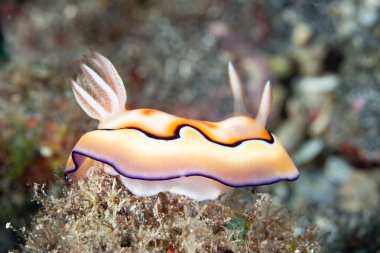 Renkli bir nüdidal olan Chromodoris coi, Endonezya 'nın Raja Ampat kentindeki bir mercan resifinde yiyecek arıyor. Nudibranşlar genellikle avlarının ürettiği zehirli bileşikleri alıp dokularında saklarlar..