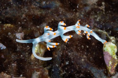 Canlı bir nüdidal olan Flabellina sp., Endonezya 'nın Raja Ampat kentindeki bir mercan resifinde yiyecek arar. Nudibranşlar genellikle avlarının ürettiği zehirli bileşikleri alıp dokularında saklarlar..