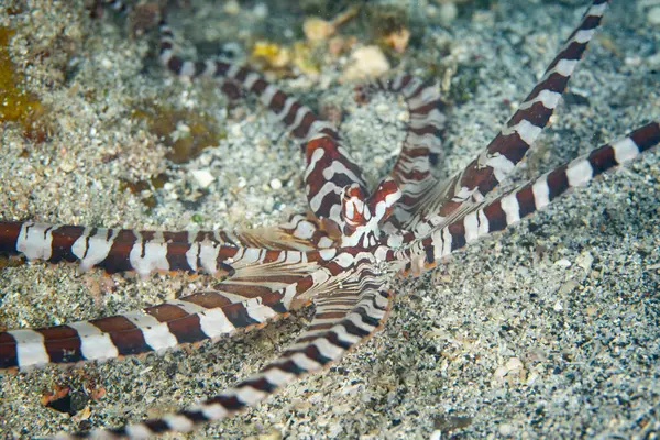 在印度尼西亚的Raja Ampat 一只支持我们的章鱼 Wsupports Photogenicus 爬过了沙质的海底 每个个体独特的颜色模式在该物种中都是独一无二的 免版税图库图片