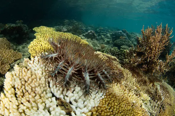 Crown Thorns Sea Star Acanthaster Planci Feeds Coral Reef Raja — Stock Photo, Image