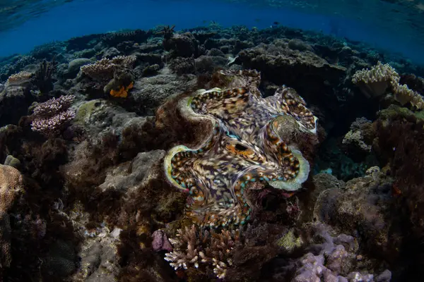 在印度尼西亚的拉贾安帕塔 一只五彩斑斓的大型蛤蟆Tridacna Squamosa生长在一个浅层珊瑚礁上 珊瑚三角区有许多种类的大型蛤蟆 图库图片