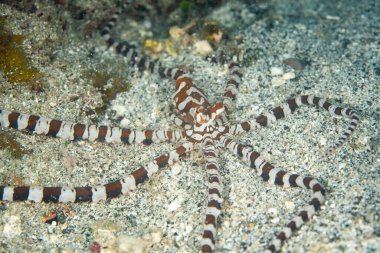 Bir Wunderpus ahtapotu, Wunderpus fotogenicus, Endonezya, Raja Ampat 'ta kumlu bir deniz tabanında sürünür. Her bireyin farklı renk deseni bu türde eşsizdir..