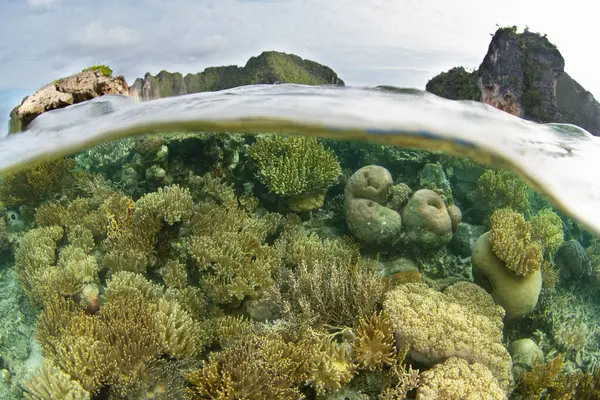 Κοράλλια Και Ψάρια Ευδοκιμούν Έναν Ρηχό Ποικιλόμορφο Ύφαλο Στο Raja Φωτογραφία Αρχείου