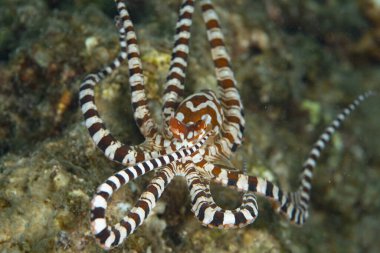 Bir Wunderpus ahtapotu, Wunderpus fotogenicus, Endonezya 'nın Raja Ampat kentindeki bir mercan resifinde yüzer. Her bireyin farklı renk deseni bu türde eşsizdir..