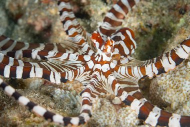 Bir Wunderpus ahtapotu, Wunderpus fotogenicus, Endonezya 'nın Raja Ampat kentindeki bir mercan resifinde yüzer. Her bireyin farklı renk deseni bu türde eşsizdir..
