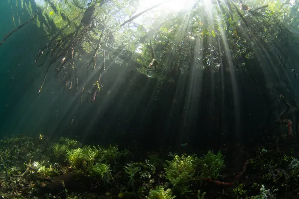 在印度尼西亚的拉贾安帕塔 明亮的阳光穿透了一片漆黑的红树林 这个热带地区因其惊人的海洋生物多样性而被称为珊瑚三角区的中心 免版税图库照片