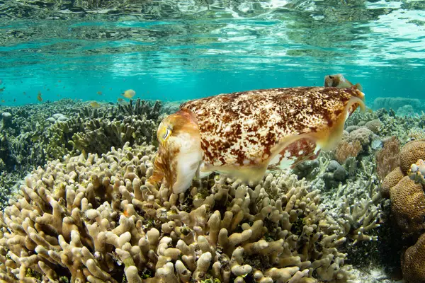 印度尼西亚拉贾安帕塔的一个浅海珊瑚群中产下了一条宽杆乌贼的蛋 这个热带地区因其惊人的海洋生物多样性而被称为珊瑚三角区的中心 免版税图库图片