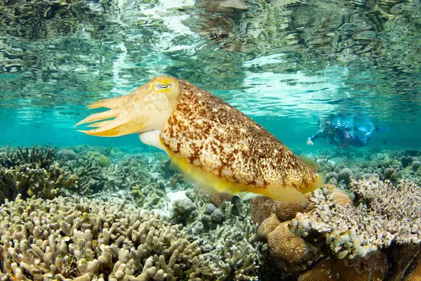 印度尼西亚拉贾安帕塔的一个浅海珊瑚群中产下了一条宽杆乌贼的蛋 这个热带地区因其惊人的海洋生物多样性而被称为珊瑚三角区的中心 图库图片