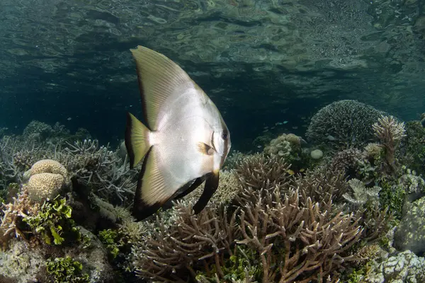Longfin Spadefish Swims Shallow Biodiverse Reef Raja Ampat Indonesia Tropical — Stock Photo, Image