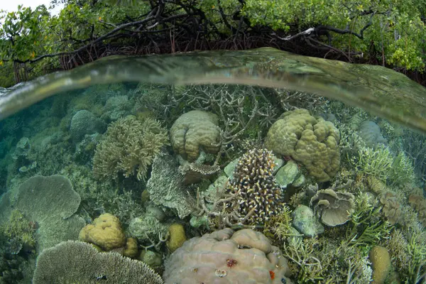 Zátonyépítő Korallok Egy Sekély Biodiverzifikált Zátonyon Élnek Indonéziában Raja Ampatban Jogdíjmentes Stock Képek