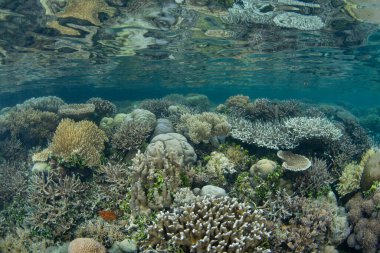 Resif inşa eden mercanlar, Endonezya 'nın Raja Ampat kentindeki sığ ve biyolojik çeşitlilikte bir resifte yaşarlar. Bu tropikal bölge inanılmaz deniz biyolojik çeşitliliği nedeniyle Mercan Üçgeni 'nin kalbi olarak bilinir..