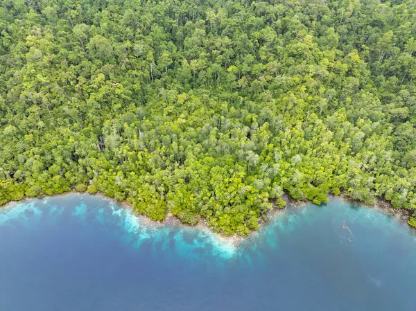Płytkie Zdrowe Koralowce Kwitną Skraju Lasu Namorzynowego Raja Ampat Indonezji Obraz Stockowy