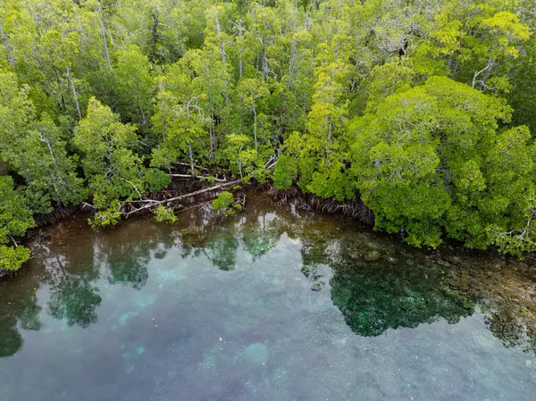 Flache Gesunde Korallen Gedeihen Rande Eines Mangrovenwaldes Raja Ampat Indonesien Stockfoto