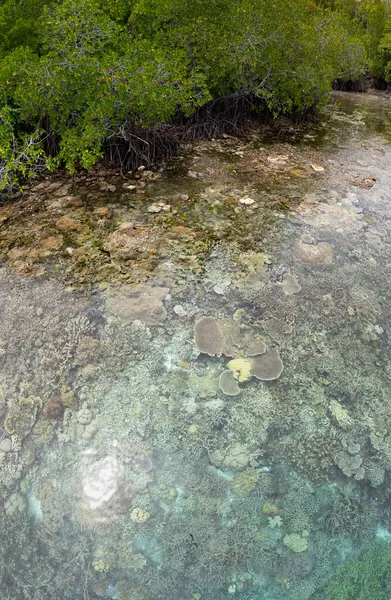 Płytkie Zdrowe Koralowce Kwitną Skraju Lasu Namorzynowego Raja Ampat Indonezji Obraz Stockowy