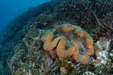 Dev bir deniz tarağı olan Tridacna gigas, Endonezya 'nın Raja Ampat kentindeki sağlıklı bir mercan resifinde yetişir. Bu dev istiridyenin en büyük türüdür ve eti için aranıyor. Nesli tükenmekte olan bir tür olarak kabul ediliyor..
