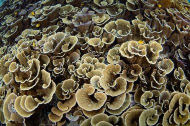 Fragile, foliose corals thrive on a shallow, biodiverse reef in Raja Ampat, Indonesia. This tropical region is known as the heart of the Coral Triangle due to its incredible marine biodiversity. clipart