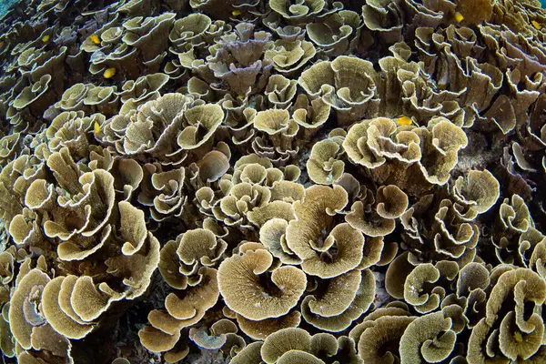 在印度尼西亚的拉贾安帕塔 脆弱的 叶子状的珊瑚在一个浅薄的 生物多样性丰富的珊瑚礁上茁壮成长 这个热带地区因其惊人的海洋生物多样性而被称为珊瑚三角区的中心 免版税图库图片