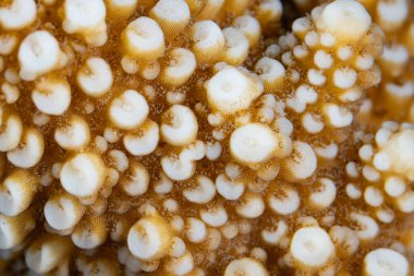 Küçük bireysel polipler, tropik Pasifik Okyanusu 'nda sağlıklı bir resif üzerinde yetişen, resif inşa eden bir mercan kolonisi olan Acropora sp' yi oluşturur..