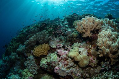 Sağlıklı mercanlar Endonezya 'nın unutulmuş adalarındaki uzak bir adada kayalık bir yamacı kaplarlar. Bu güzel bölge olağanüstü deniz biyolojik çeşitliliğine ev sahipliği yapıyor..