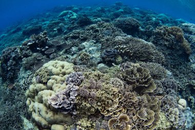 Sağlıklı mercanlar Endonezya 'nın unutulmuş adalarındaki uzak bir adada kayalık bir yamacı kaplarlar. Bu güzel bölge olağanüstü deniz biyolojik çeşitliliğine ev sahipliği yapıyor..