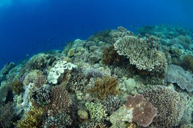 Sağlıklı mercanlar Endonezya 'nın unutulmuş adalarındaki uzak bir adada kayalık bir yamacı kaplarlar. Bu güzel bölge olağanüstü deniz biyolojik çeşitliliğine ev sahipliği yapıyor..