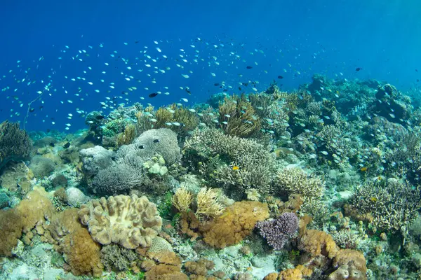 stock image Colorful fish and healthy corals cover a reef slope on a remote island in the Forgotten Islands of Indonesia. This beautiful region harbors extraordinary marine biodiversity.