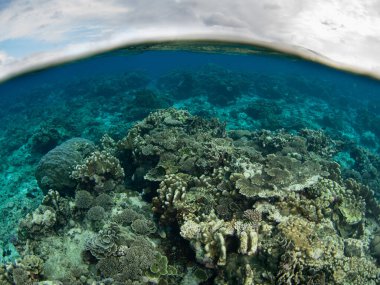 Balık ve sağlıklı mercanlar Endonezya 'nın unutulmuş adalarındaki uzak bir adada güzel bir resif yamacını kaplarlar. Bu manzaralı, tropikal bölge olağanüstü deniz biyolojik çeşitliliğine ev sahipliği yapıyor..