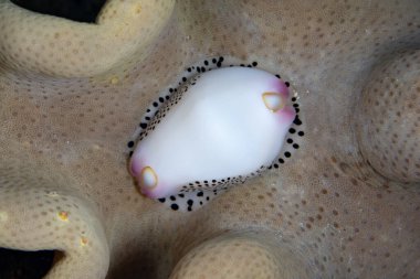 A Black-spotted egg cowrie, Calpumus verrucosus, feeds on a soft leather coral on a reef in Indonesia. This area is part of the Coral Triangle and is home to spectacularly diverse coral reefs. clipart