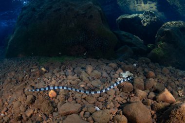 Şeritli yılan balığı, Myrichthys colubrinus, Endonezya, Alor 'da bir kaya ve kum tabanı boyunca yüzer. Bu küçük yılan balığı zehirli deniz yılanı Laticauda colubrina 'yı taklit eder..