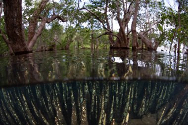 Spiky pneumatophores rise from the shallow seafloor of a mangrove forest along the coast of Lembata, Indonesia. This type of root is used by black mangrove trees to capture oxygen. clipart