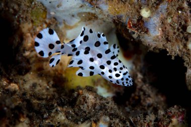 Endonezya 'nın Lembeh Boğazı' nın deniz tabanında, Cromileptes altivelis olarak da bilinen genç bir Barramundi grubu yüzer. Bu güzel balığın eşsiz siyah beyaz bir deseni var..