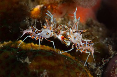 Bir çift dikenli kaplan karidesi, Phyllognathia certophthalmus, Endonezya 'nın Lembeh Boğazı' nın deniz tabanındaki bölge için savaşıyor. Bu küçük kabuklular sadece 2 cm uzunluğa kadar büyürler..