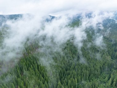 İnce bulutlar Oregon 'daki Hood Dağı' nı çevreleyen geniş ulusal ormanda sürükleniyor. Kuzeybatı Pasifik 'in tamamı nemli, ılıman iklimi ve güzel, dağlık manzaralarıyla bilinir..