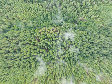 İnce bulutlar Oregon 'daki Hood Dağı' nı çevreleyen geniş ulusal ormanda sürükleniyor. Kuzeybatı Pasifik 'in tamamı nemli, ılıman iklimi ve güzel, dağlık manzaralarıyla bilinir..