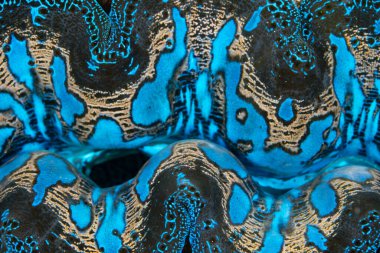 Endonezya 'da bir resif üzerinde büyüyen dev bir deniz tarağının güzel mantosu simbiyotik zooxanthellae ile doludur. Zooxanthellae fotosentez yapar ve midye için şeker üretir..