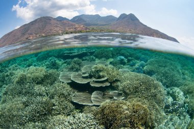Flores, Endonezya yakınlarındaki sığ bir resifte güzel resif inşa eden mercanlar yetişir. Dünyanın bu bölümü olağanüstü deniz biyolojik çeşitliliğine ve Mercan Üçgeni biyocoğrafi bölgesinin bir parçasıdır..