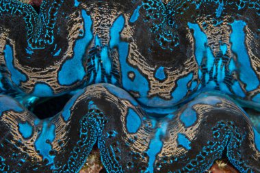 The beautiful mantle of a giant clam, Tridacna crocea, growing on a reef in Indonesia, is infused with symbiotic zooxanthellae. The zooxanthellae photosynthesize and produce sugars for the clam. clipart