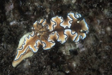 Endonezya 'da sığ bir resif boyunca sürünen enfes bir çıplak dal olan Glossodoris atromarginata. Bunun gibi nüdidallar, avladıkları yiyeceklerden dokularına toksin katar..