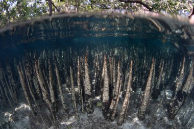 Spiky pneumatophores rise from the shallow seafloor in a forest comprised of black mangrove trees. The pneumatophores are part of the trees' root system, exchanging gases during low tides. clipart