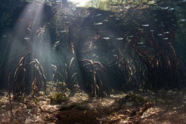 Güneş ışığı Endonezya 'da uzak bir adanın kıyısındaki karanlık bir mangrov ormanına iner. Mangrovlar resif balıkları ve omurgasızlar için hayati önem taşıyan fidanlıklardır..