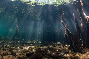 Güneş ışığı Endonezya 'da uzak bir adanın kıyısındaki karanlık bir mangrov ormanına iner. Mangrovlar resif balıkları ve omurgasızlar için hayati önem taşıyan fidanlıklardır..