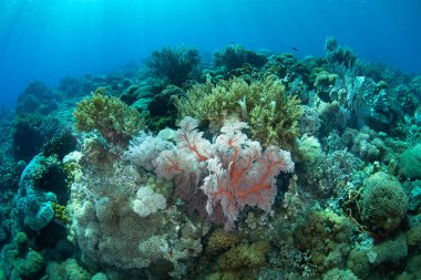 Endonezya 'nın Küçük Sunda Adaları' ndaki uzak bir adada güzel ve sağlıklı bir mercan resifi gelişir. Bu bölge Mercan Üçgeni 'nin bir parçasıdır ve muhteşem deniz biyolojik çeşitliliğini barındırır..