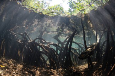 Güneş ışığı Endonezya 'da uzak bir adanın kıyısındaki karanlık bir mangrov ormanına iner. Mangrovlar resif balıkları ve omurgasızlar için hayati önem taşıyan fidanlıklardır..