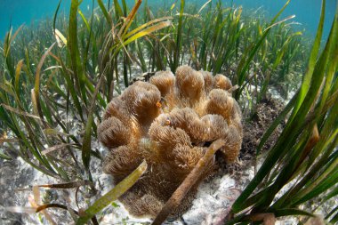 Bir şakayık, Endonezya 'nın Flores yakınlarındaki sığ bir deniz yatağında sahte palyaço balığı olan Amphiprion ocellaris' e ev sahipliği yapar. Mercan Üçgeni 'nin bir parçası olan bu bölge muhteşem deniz biyolojik çeşitliliğini barındırıyor..
