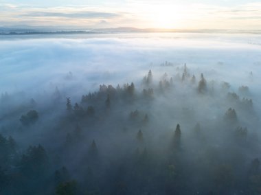Sabah sisi Batı Linn, Oregon 'daki Willamette Vadisi' nde sürükleniyor. Bu manzaralı, ormanlık alan, Kuzeybatı Pasifik şehri Portland 'ın hemen güneyinde yer alır..